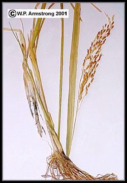 250x358 Cereal (Grain) Photos - Rice Plant Sketch