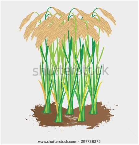 450x470 Diagram Rice Plant - Rice Plant Sketch