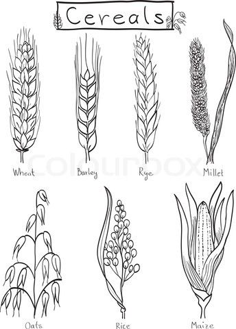 344x480 Drawings Of Grains 7 Species In 2018 Drawings - Rice Plant Sketch