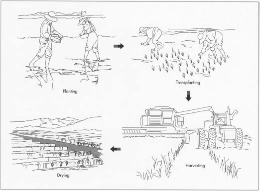 Rice Plant Sketch at PaintingValley.com | Explore collection of Rice Plant Sketch