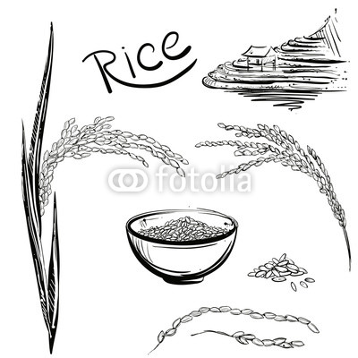 Rice Plant Sketch At PaintingValley.com | Explore Collection Of Rice ...