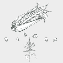 240x240 Hand Drawn Vector Monochrome Illustration Of Rice Plant, Grain - Rice Plant Sketch