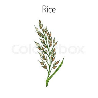 320x320 Rice Plant. Hand Drawn Botanical Vector Illustration Stock - Rice Plant Sketch