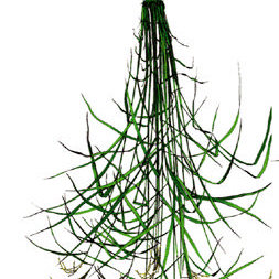 253x253 Sketch Of Rice Plant (Taken From Download - Rice Plant Sketch