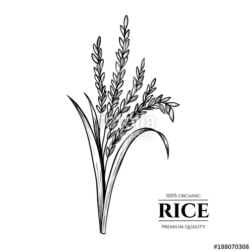 500x500 Vector Rice Hand Drawn Sketch . Sketch Vector Illustration - Rice Plant Sketch