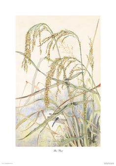236x338 Rice Plant Drawing - Rice Plant Sketch