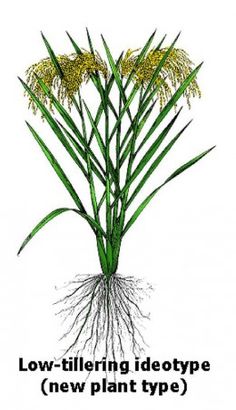 236x410 32 Best Rice Sketch Images Block Prints, Clothes - Rice Plant Sketch