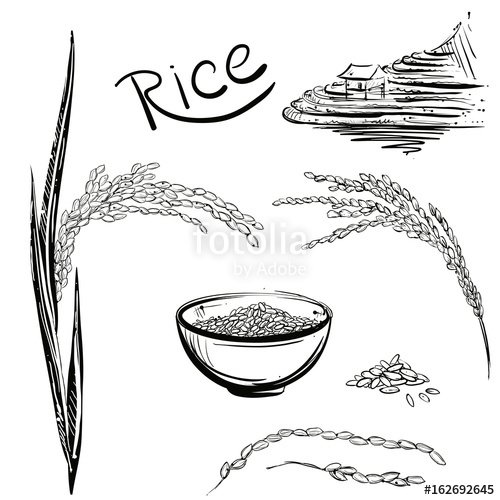 500x500 Hand Drawn Monochrome Vector Illustration Of Rice Plant, Grain - Rice Sketch