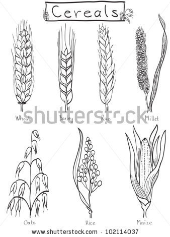 338x470 Drawn Grain Rice Plant - Rice Sketch