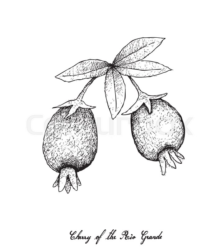 720x800 Tropical Fruits, Illustration Of Hand Drawn Sketch Fresh Red And - Rio Sketch