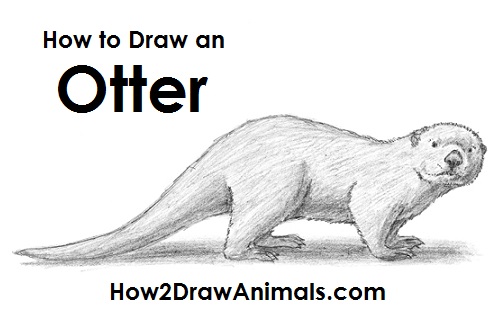500x315 How To Draw An Otter - River Otter Sketch