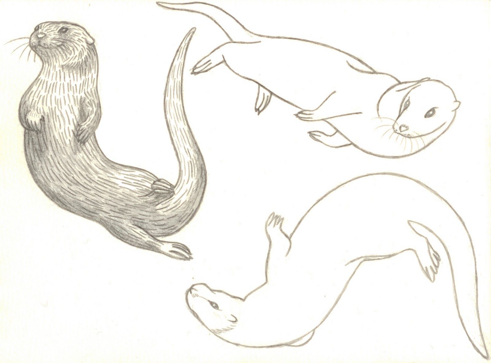 1600x1182 Pin By Dawn B. On Love One An Otter Drawings, Cute - River Otter Sketch