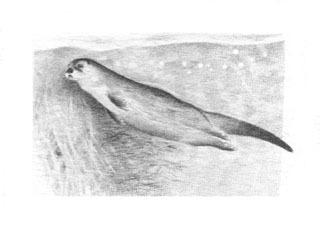 320x225 River Otter Bampw Charles Beckendorf Gallery - River Otter Sketch