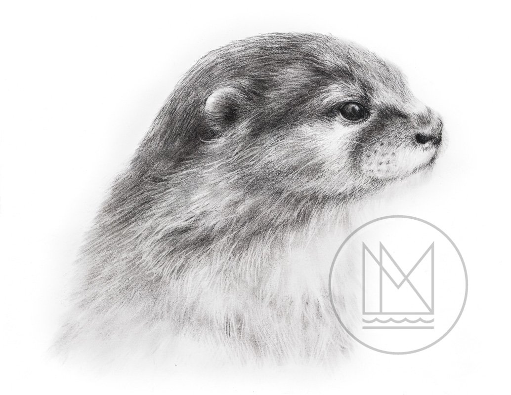 1034x800 River Otter Charcoal Drawing - River Otter Sketch