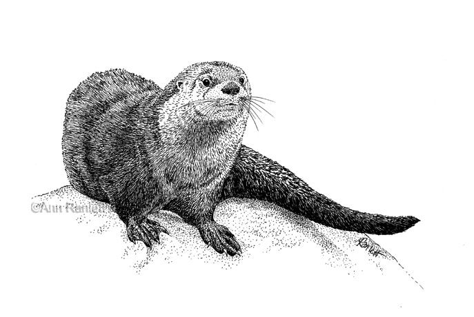 687x460 River Otter Illustration, By Ann Ranlett Otter - River Otter Sketch