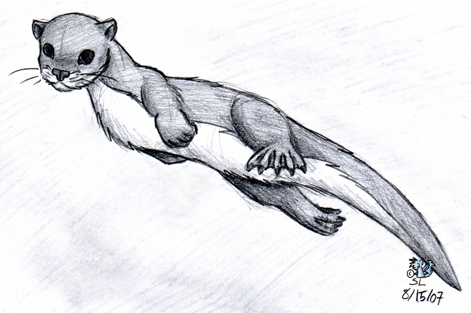 925x615 River Otter By The Snowlion - River Otter Sketch