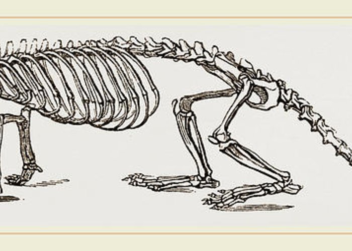 700x500 Skeleton Of European River Otter Greeting Card For Sale By Litz - River Otter Sketch
