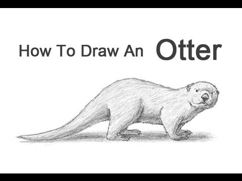 480x360 How To Draw An Otter - River Otter Sketch