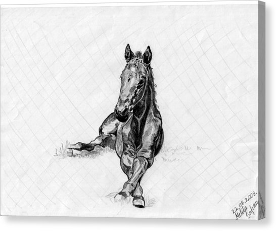 546x456 Road Runner Drawing By Melita Safran - Road Runner Sketch