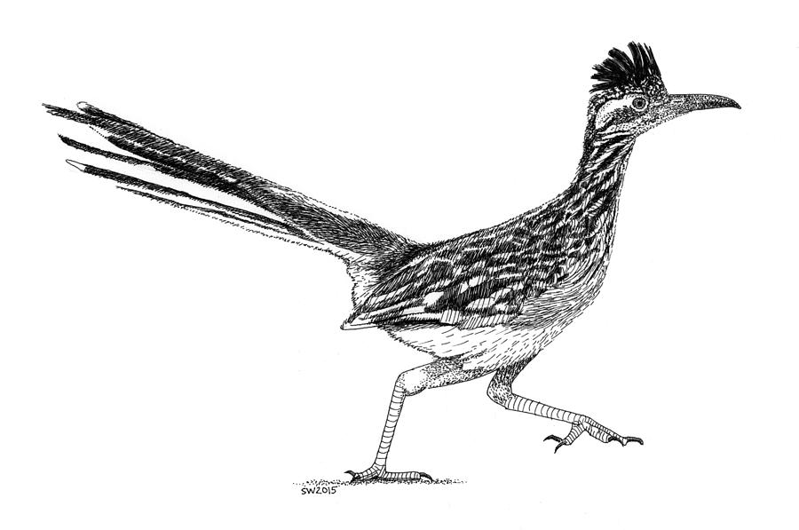Road Runner Sketch at Explore collection of Road