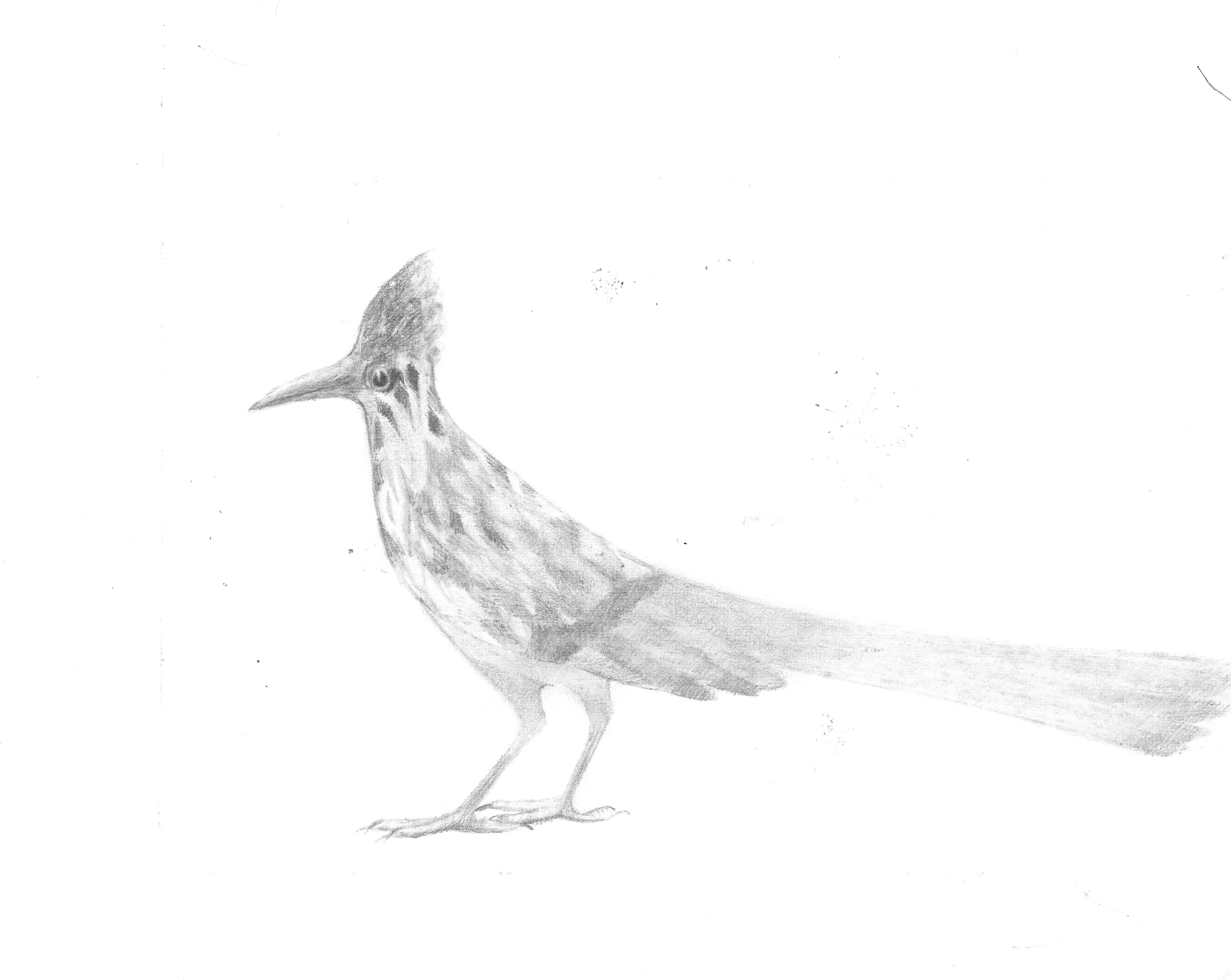 5920x4712 Roadrunners, Kids, Birds And Free Art! Sketchjay - Road Runner Sketch