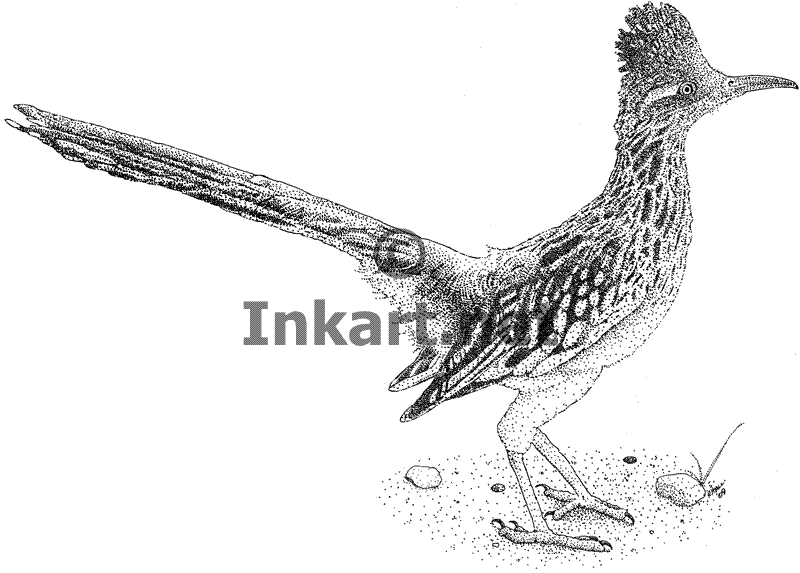 800x573 Wildlife Art Flightless Birds - Road Runner Sketch