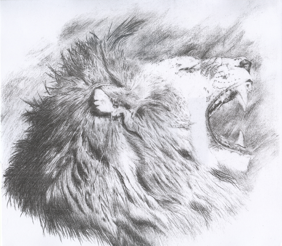 Roaring Lion Sketch at Explore collection of
