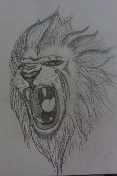 480x720 Roaring Sketch Tattoo Lion Tattoo - Roaring Lion Sketch