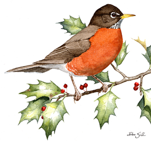 300x280 Find A Bird - Robin Bird Sketch