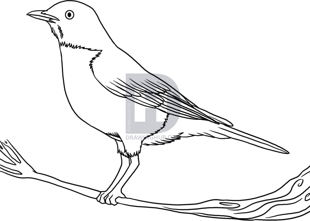 1012x720 How To Draw A Robin, Step By Step, Drawing Guide, By Darkonator - Robin Bird Sketch