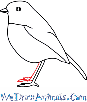 300x350 How To Draw A Robin - Robin Bird Sketch