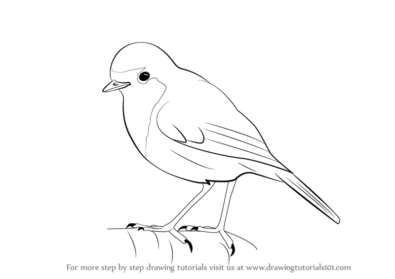 800x566 Learn How To Draw A Robin (Birds) Step By Step Drawing Tutorials - Robin Bird Sketch