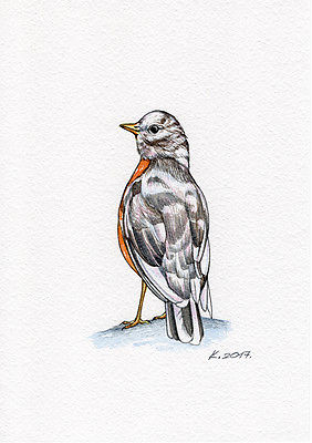 282x400 American Robin, Birds, Bird, Watercolor Original Painting Art - Robin Bird Sketch