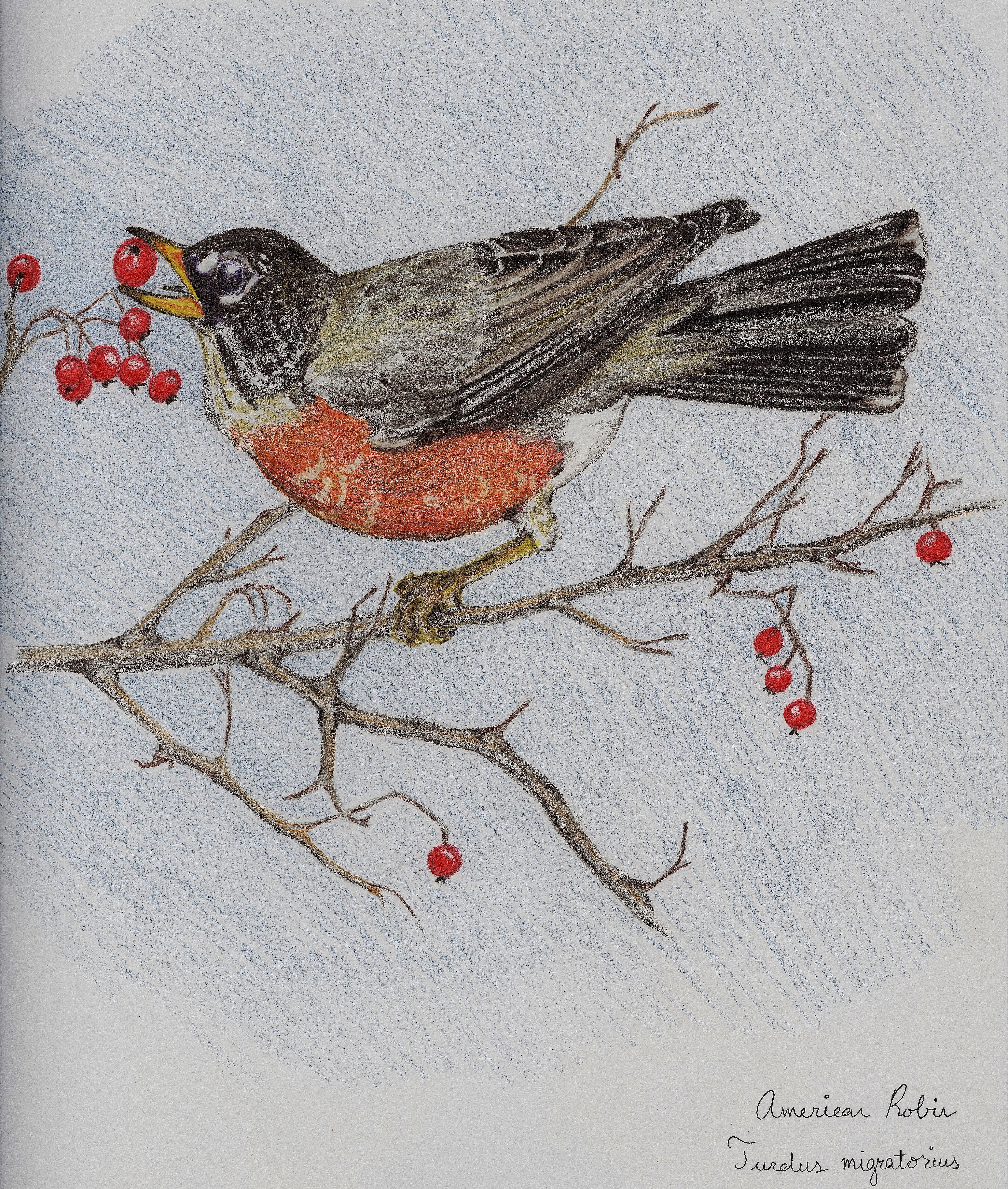 5113x6028 American Robin (Drawing) Standingoutinmyfield - Robin Bird Sketch