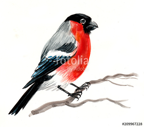 500x441 Watercolor Sketch Of A Robin Bird Sitting On A Tree Branch Stock - Robin Bird Sketch