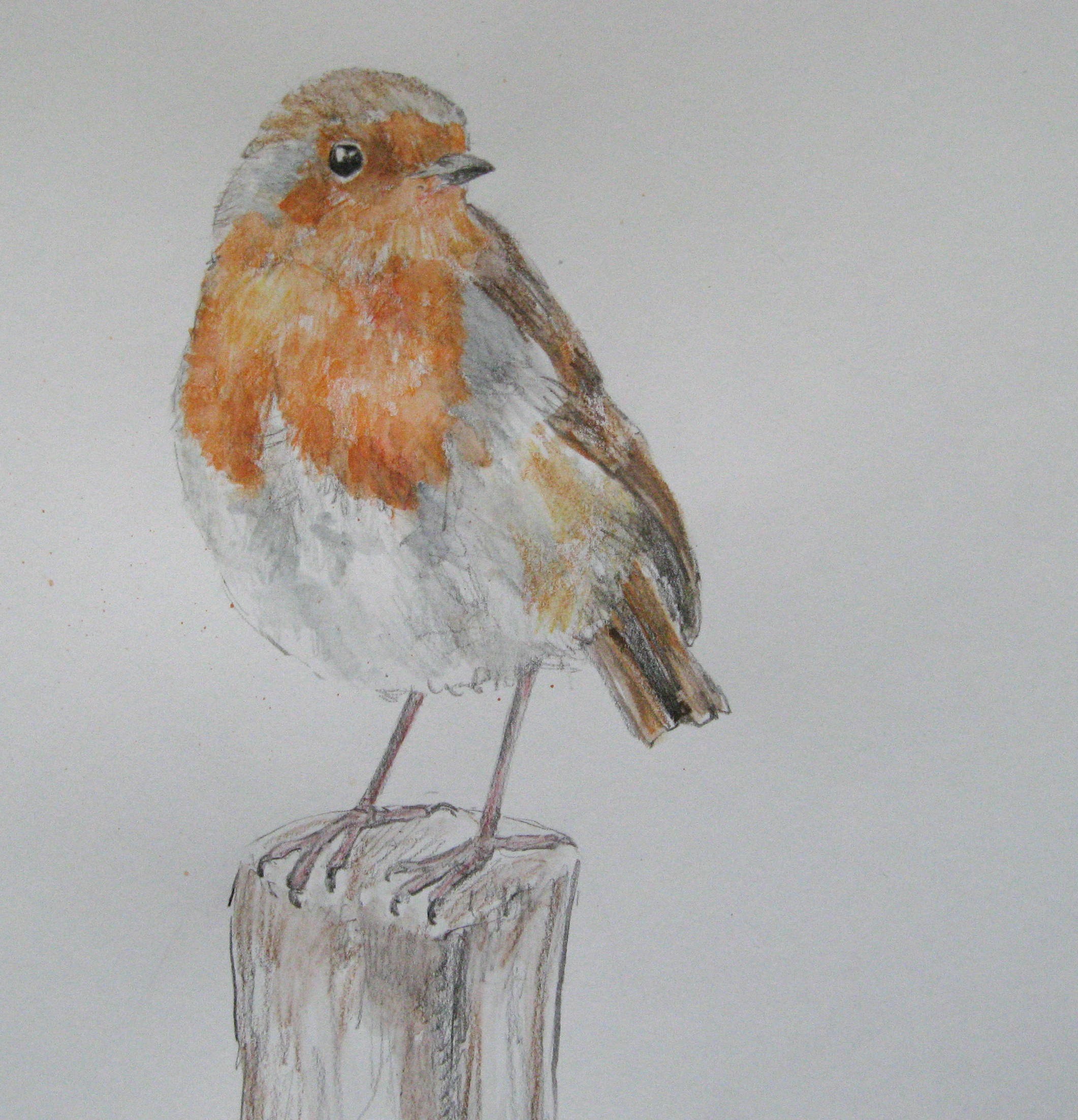 2122x2205 Bird Drawings Agnesandcora - Robin Bird Sketch