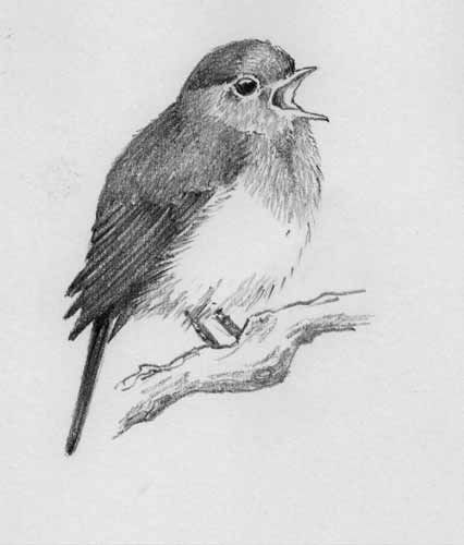 Robin Bird Sketch at PaintingValley.com | Explore collection of Robin ...