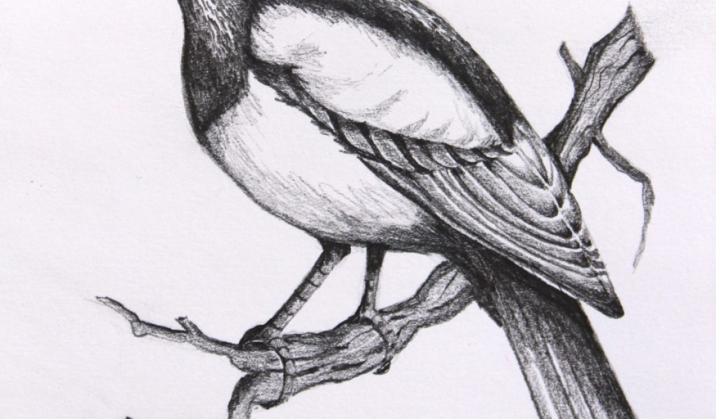 1024x600 Drawings Of Birds - Robin Bird Sketch