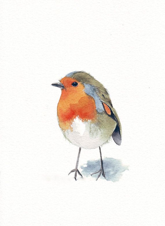 570x779 Water Color Robin For The Love Of Art Watercolor - Robin Bird Sketch