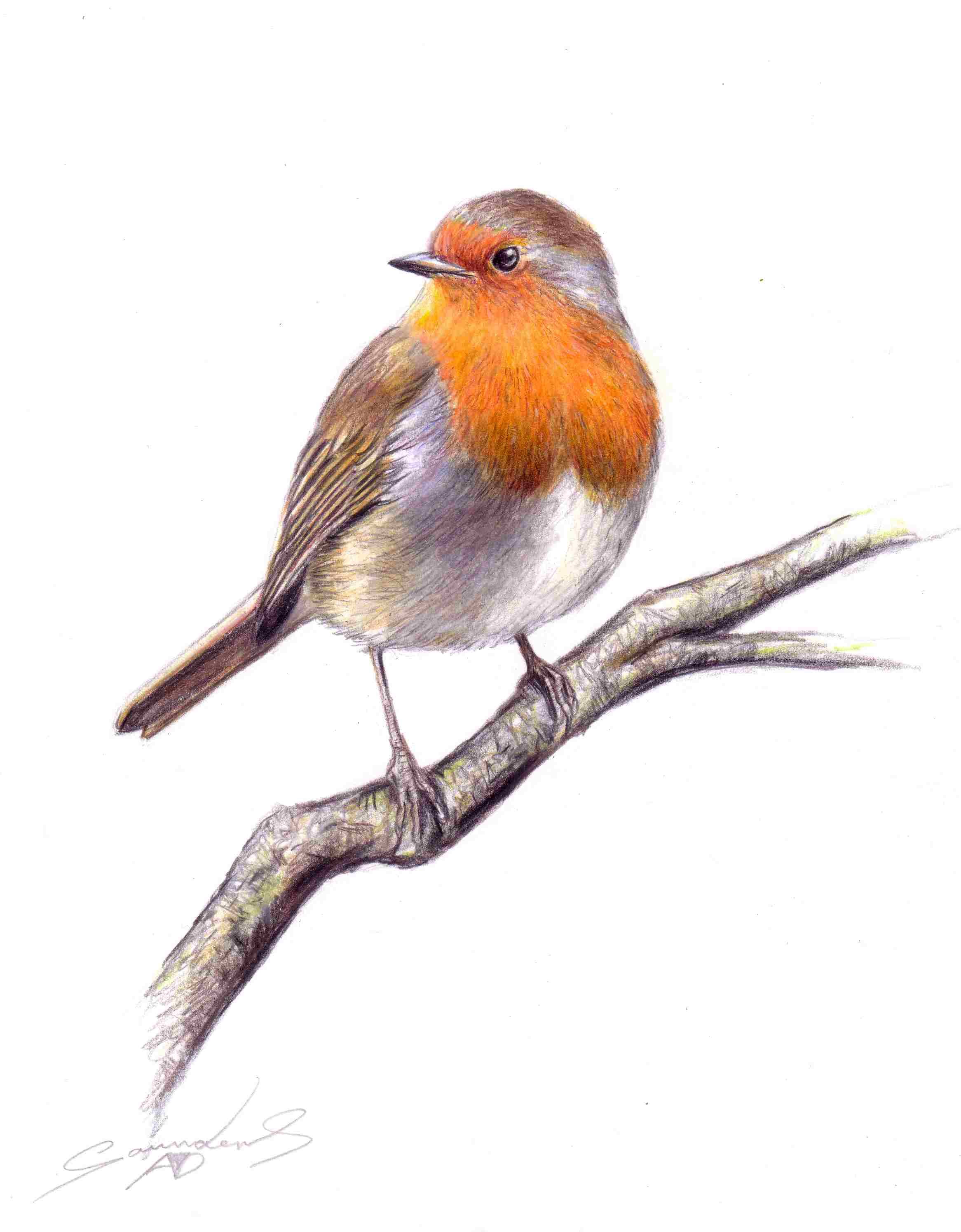2332x2988 Drawing Time Lapse Robin Bird - Robin Bird Sketch