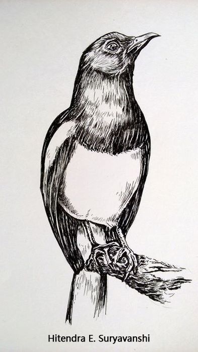 393x700 Drawing Of Robin Bird Steemit - Robin Bird Sketch