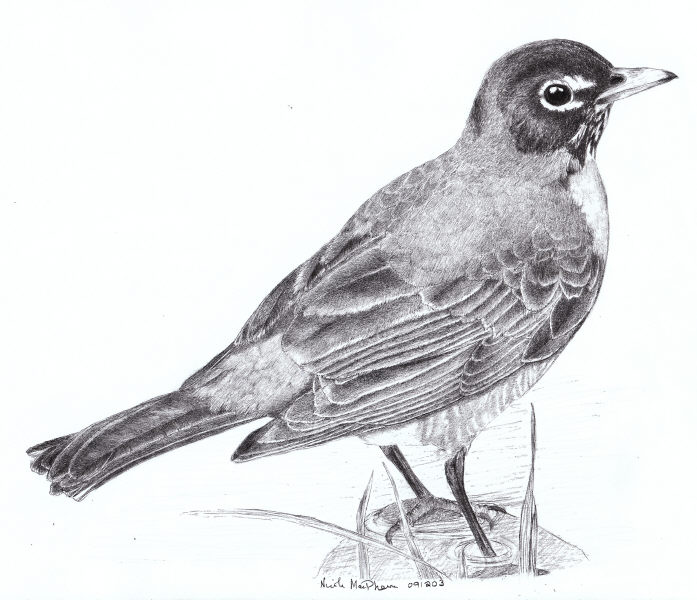 697x600 Drawing American Robin Nicole Macpherson, Artist - Robin Bird Sketch
