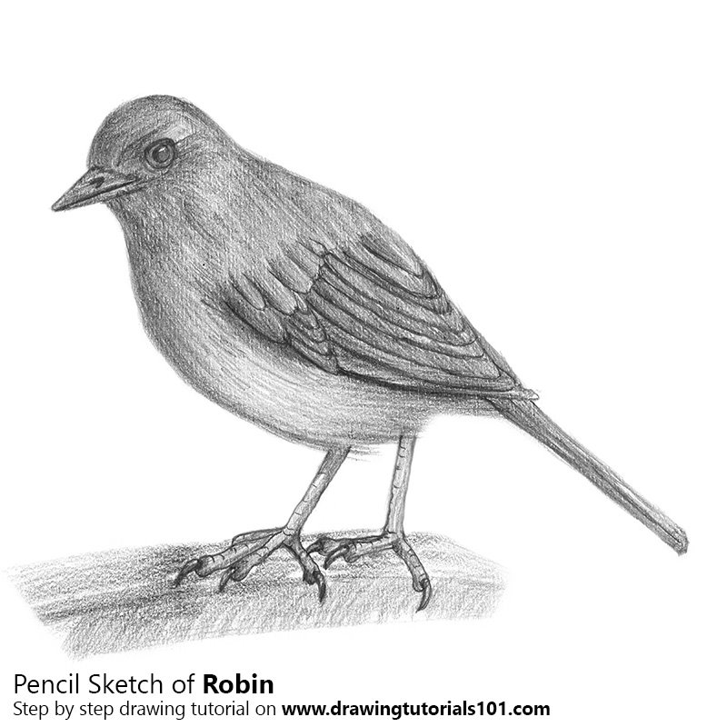 800x800 Robin Pencil Drawing - Robin Sketch