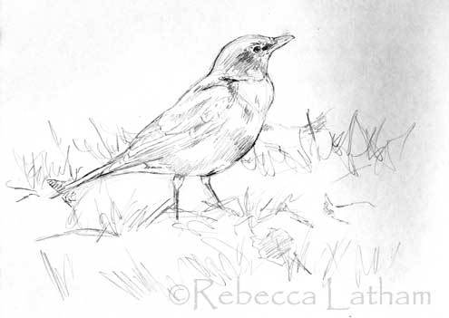 495x351 Robin Sketch Paintings Of Wildlife Amp Nature By Rebecca Latham - Robin Sketch