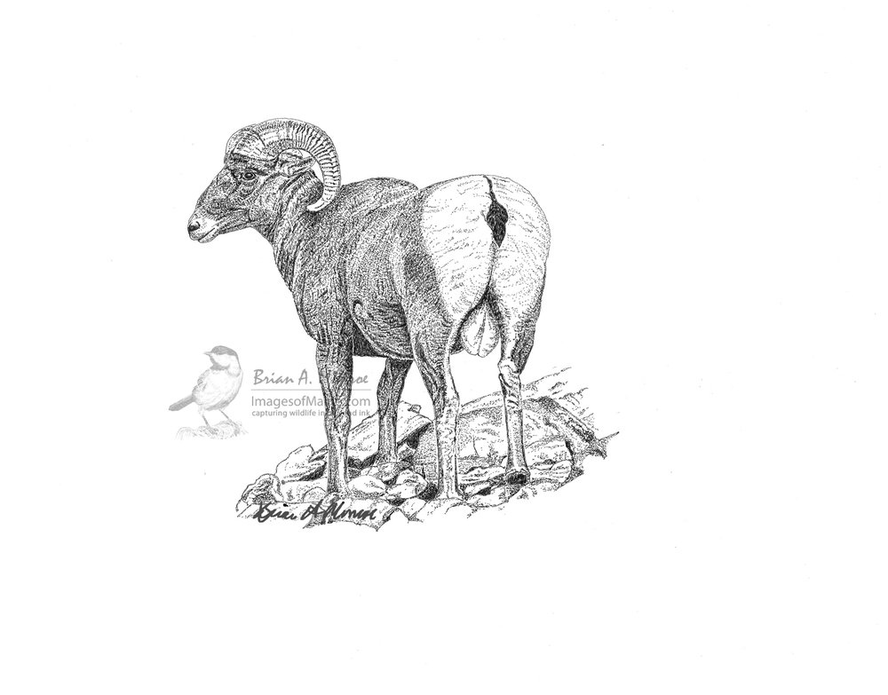 1000x783 Rocky Mountain Bighorn Images Of Maine - Rocky Mountain Sketch