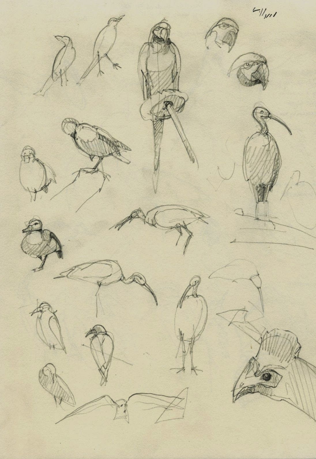 1096x1589 Rocky Mountain Society Of Botanical Artists Drawing - Rocky Mountain Sketch