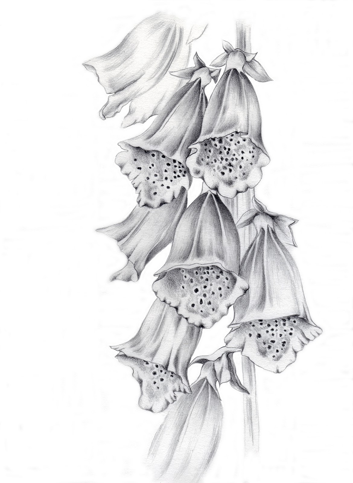 1170x1600 Rocky Mountain Society Of Botanical Artists A Drawing A Day 14 - Rocky Mountain Sketch