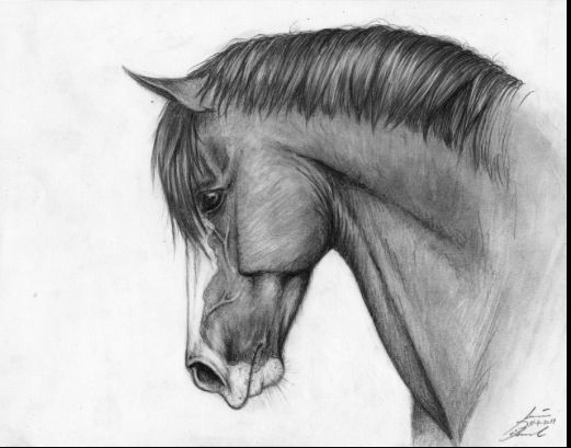 521x409 Home - Rodeo Sketches