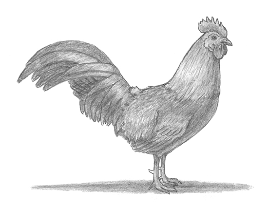 550x425 How To Draw A Rooster - Rooster Sketch