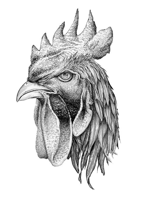 500x671 Pen Amp Ink Drawing - Rooster Sketch